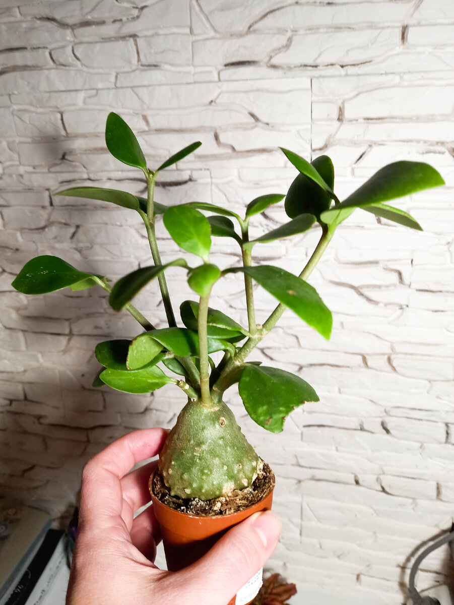 hydnophytum papuanum Фото автора