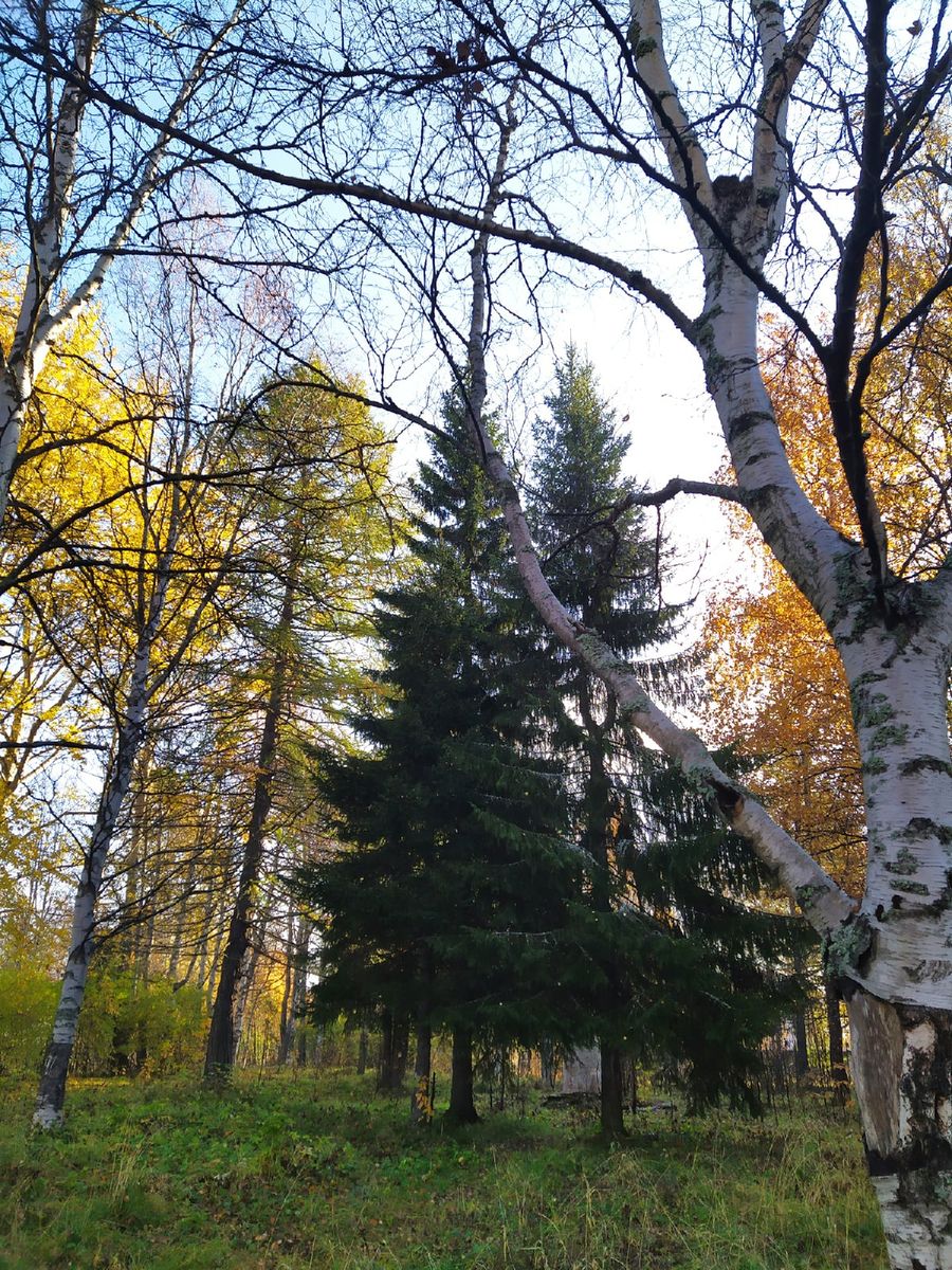 Какое разнообразие и содружество деревьев.Фото автора