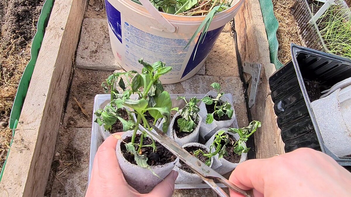 Стрижка перцев и высадка в теплице стебельков.