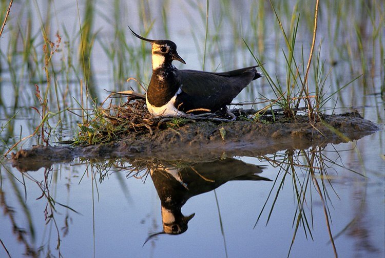 Фото: Николай Шпиленок