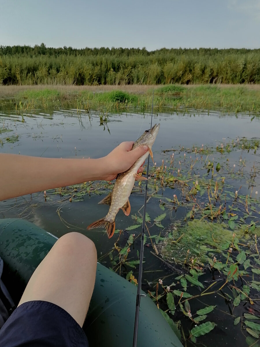 Вот примерно такую щучку мы и ловили. Благополучно потом топили) 
