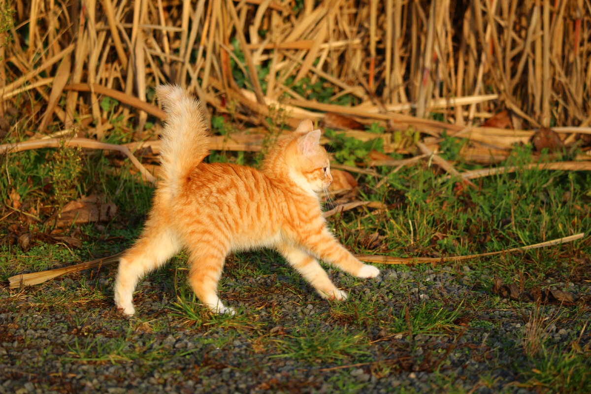 Жил-был котёнок рыжий и звали его Кешка. "Кешка-пельмешка" :-)