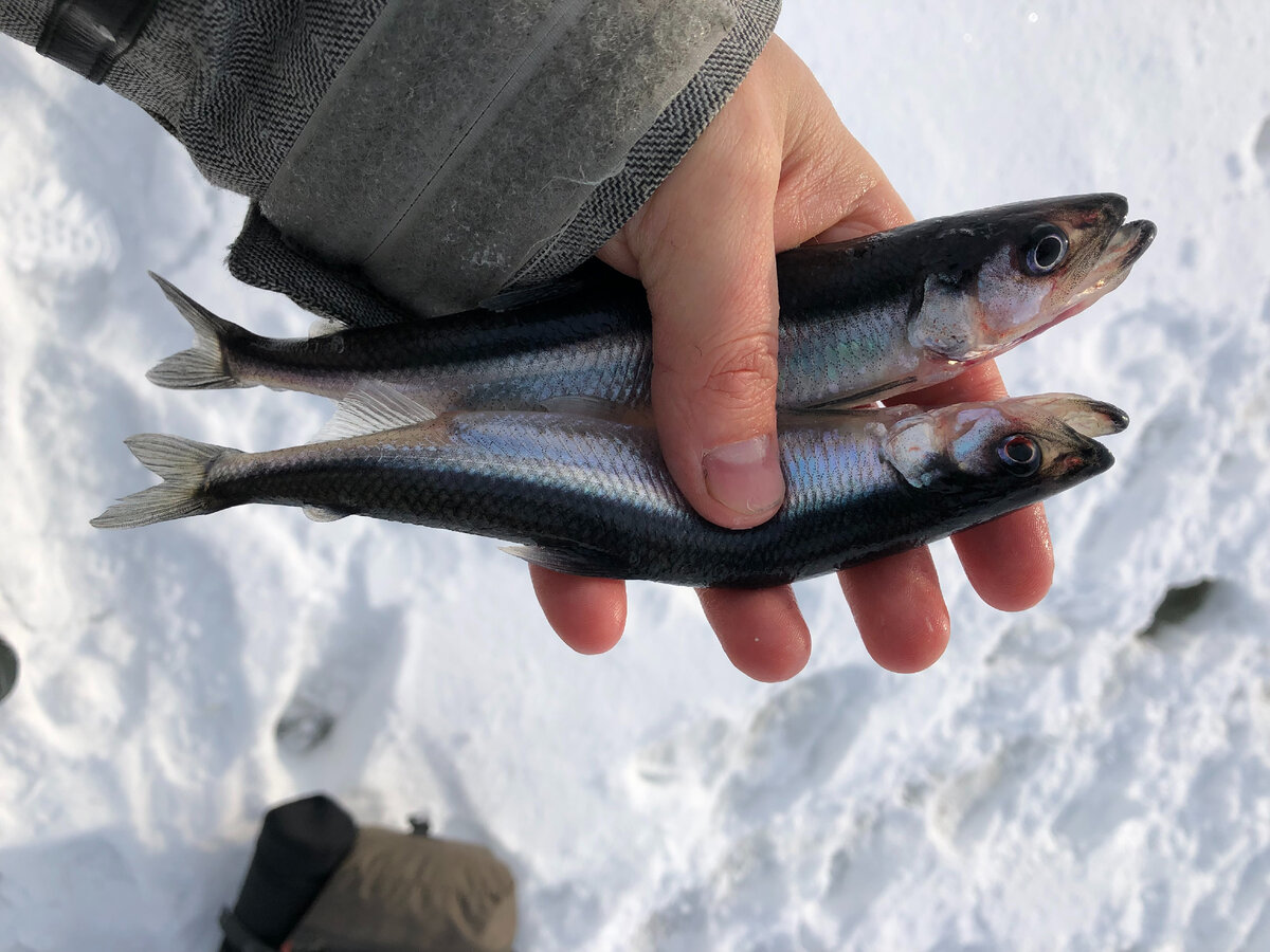 Такая корюшка считается достаточно крупной. 