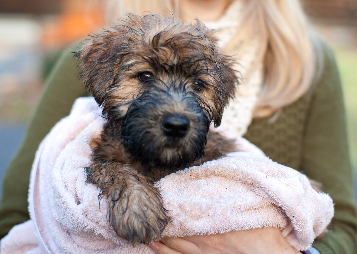 Щеночек пшеничного терьера (Фото: https://www.flickr.com/photos/npurmort/24318044509/)