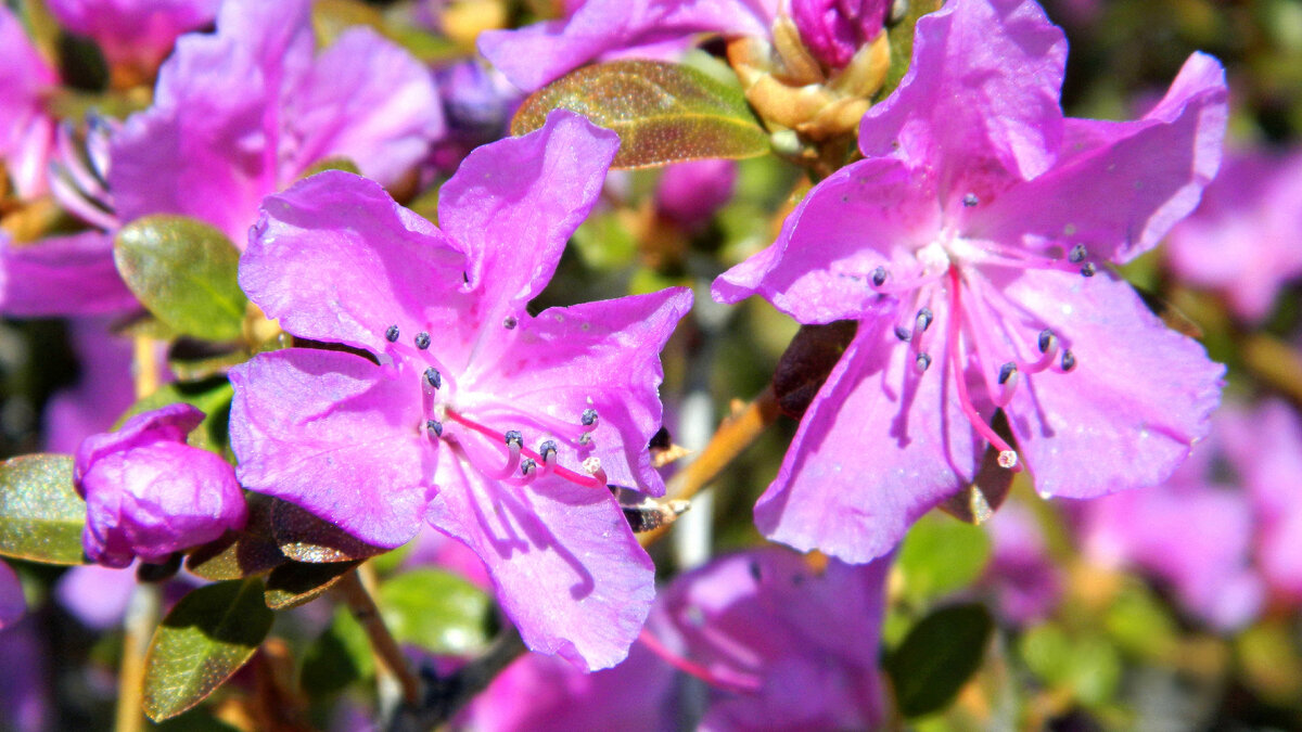 Цветы маральника