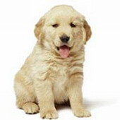 Давно уже не секрет, что биополе домашних животных весьма благотворно действует на человека. Сейчас уже трудно сказать, то ли это своего рода благоприобретенная за века «сотрудничества» совместимость, то ли, изначально одомашнивая животных, человек неосознанно выбирал тех, с кем ему комфортнее. Однако факт остается фактом: люди, работающие с животными, обычно сохраняют бодрость до глубокой старости.