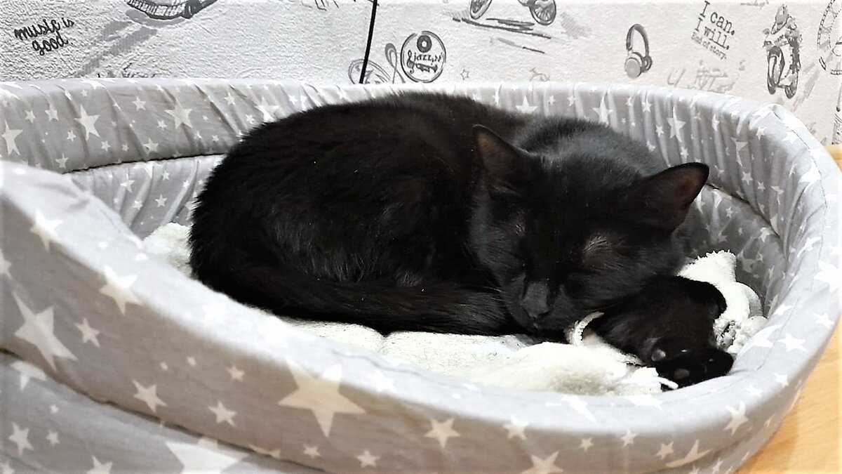 моя черная кошечка