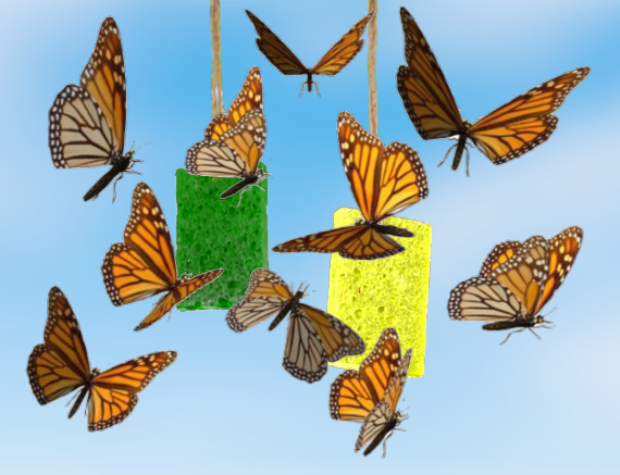 Кормушка для бабочек