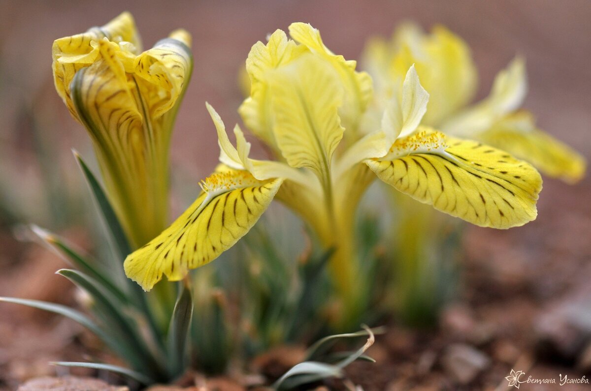 Ирис Потанина (Iris potaninii Maxim.) Фото Светланы Усановой.