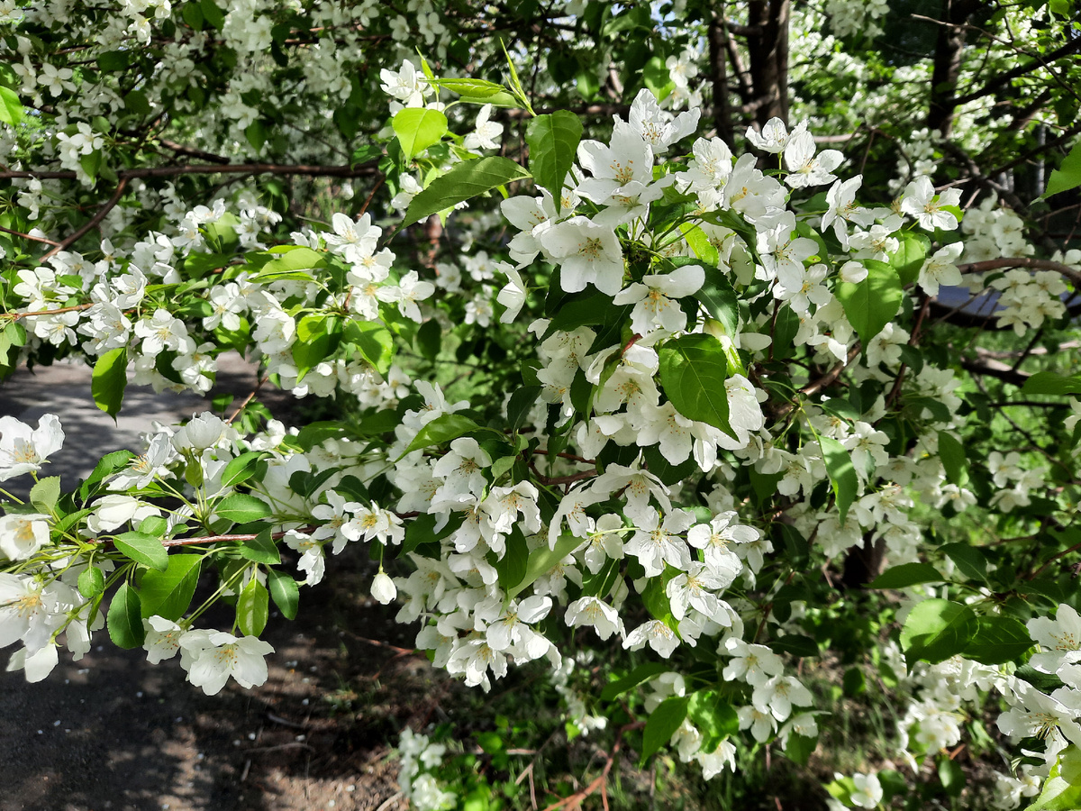 Яблони в цвету