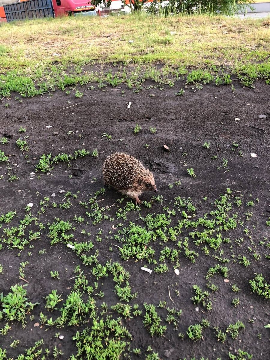 Деловой или деловая) но очень колючий 😄