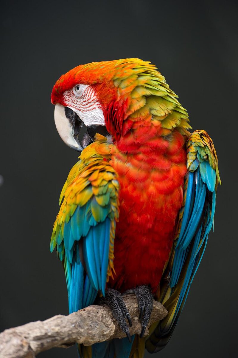 Большой цветной попугай