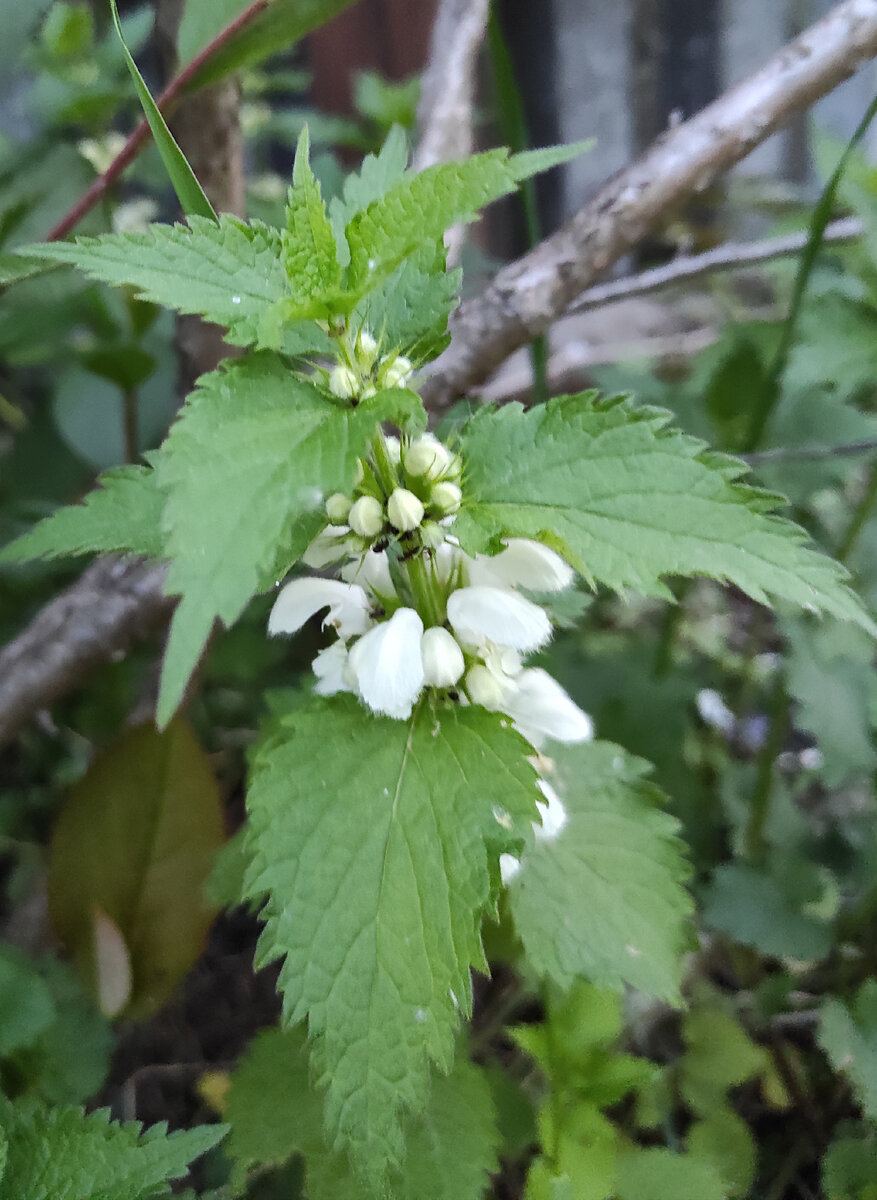 Яснотка белая.