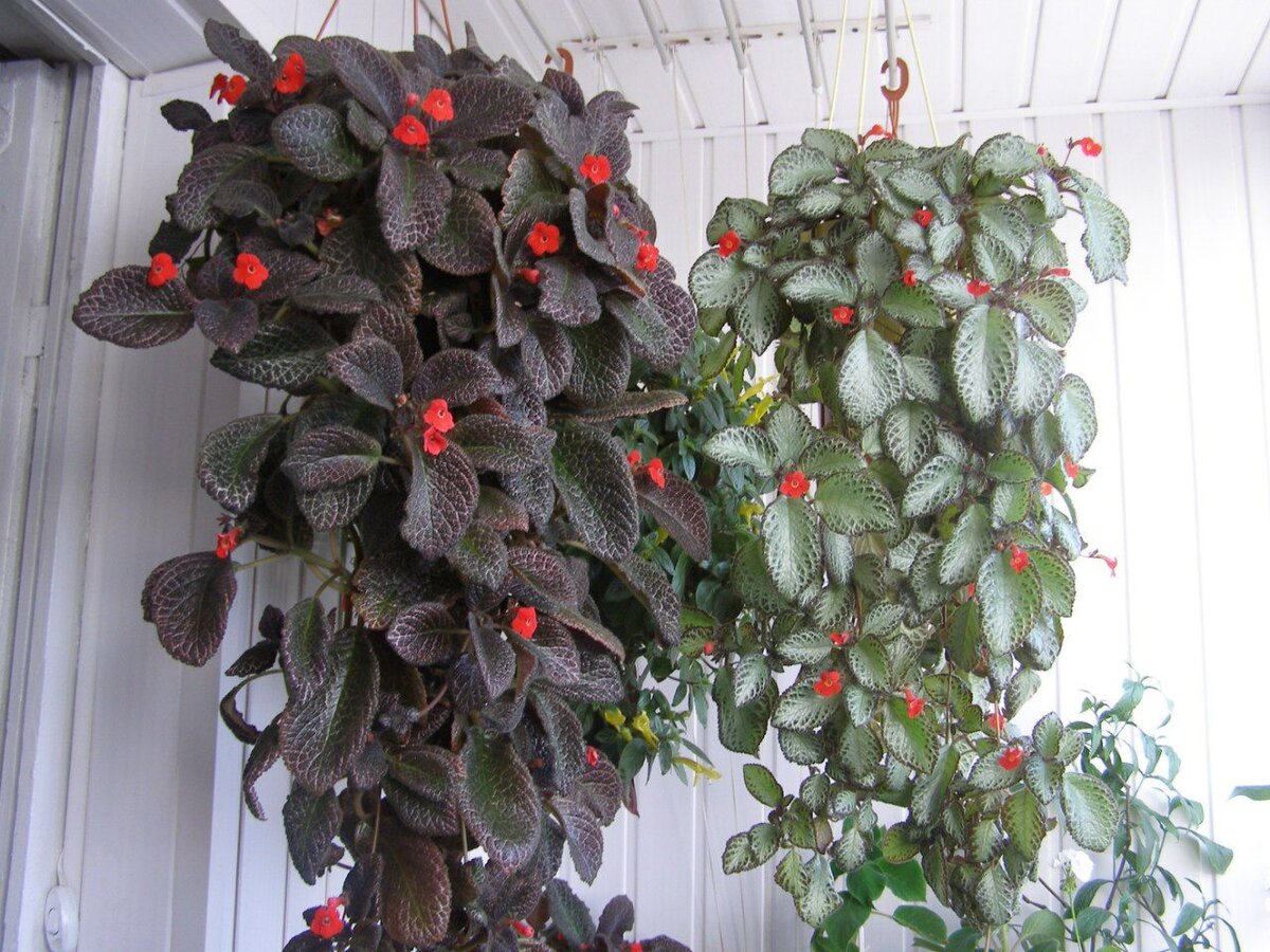 Для растения лучше выбрать постоянное место сразу после покупки и больше не переносить.  
