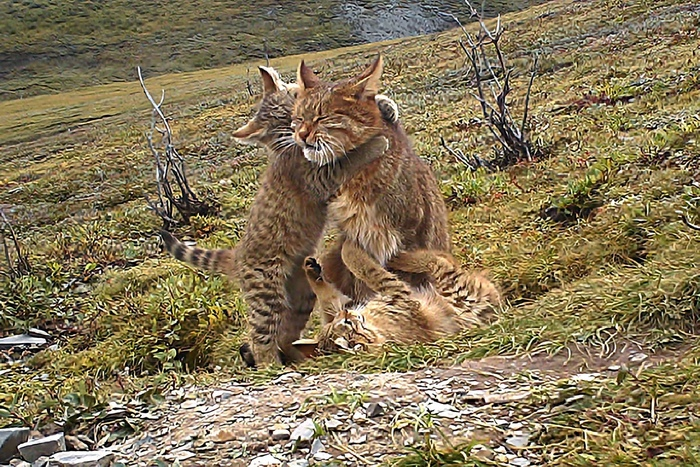 Эти забавные животные