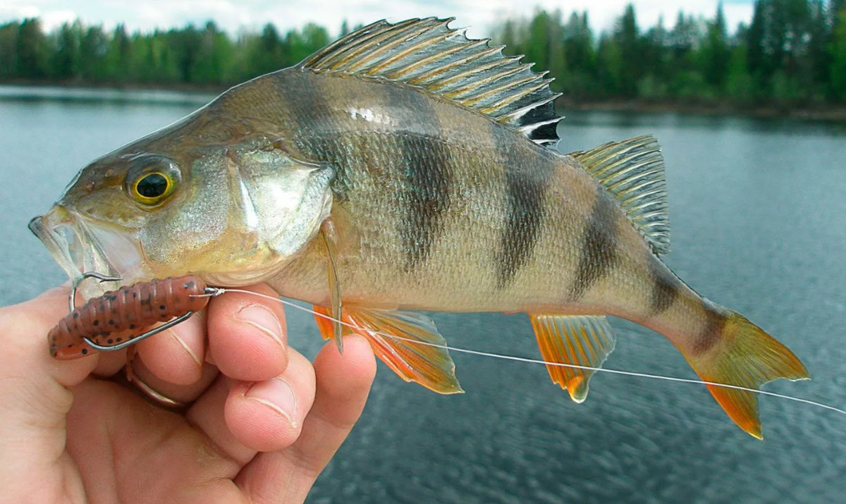 Окунь хищник. Окунь хищник. Речной окунь окунь. Окунь анфас. Perca fluviatilis linnaeus, 1758-речной окунь.
