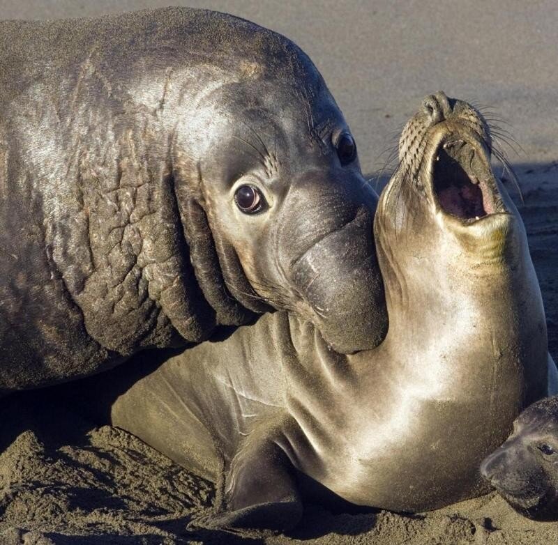 Прототип Ждуна - Морской слон, одно из самых жестоких существ на планете. Фото: radikal-photo.ru
