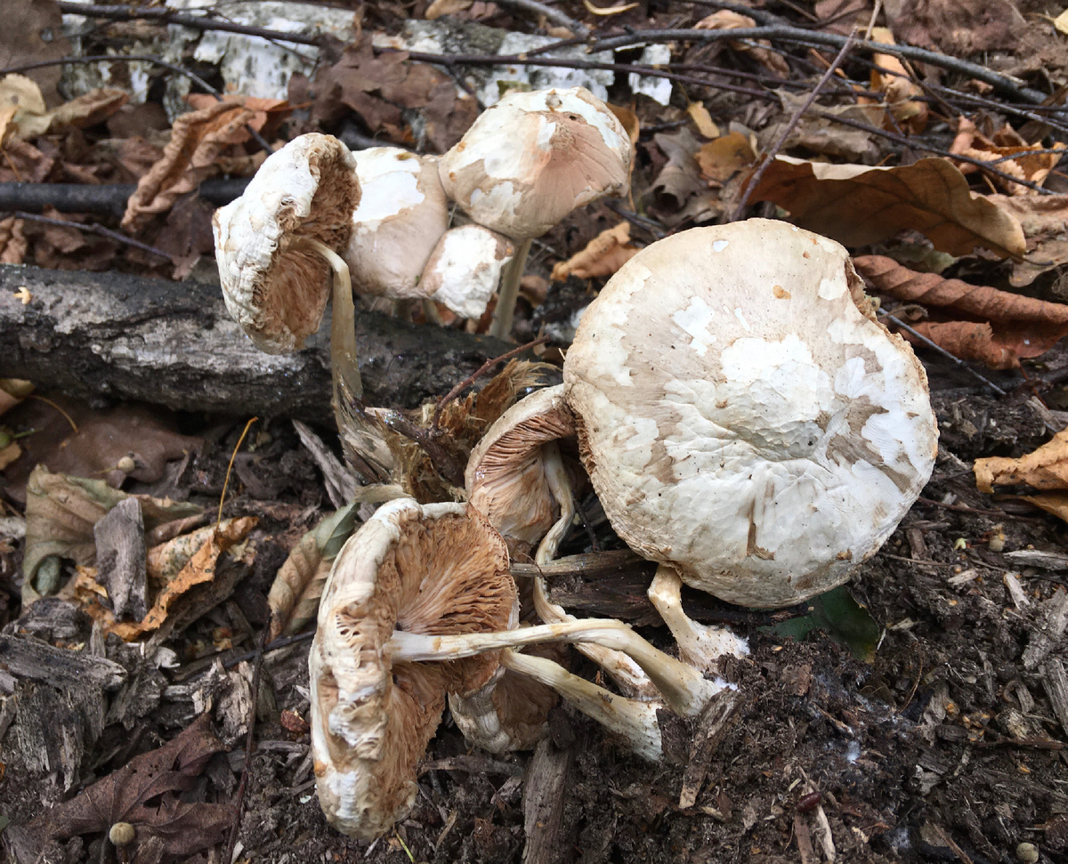 Сохнущие плютеи оленьи….