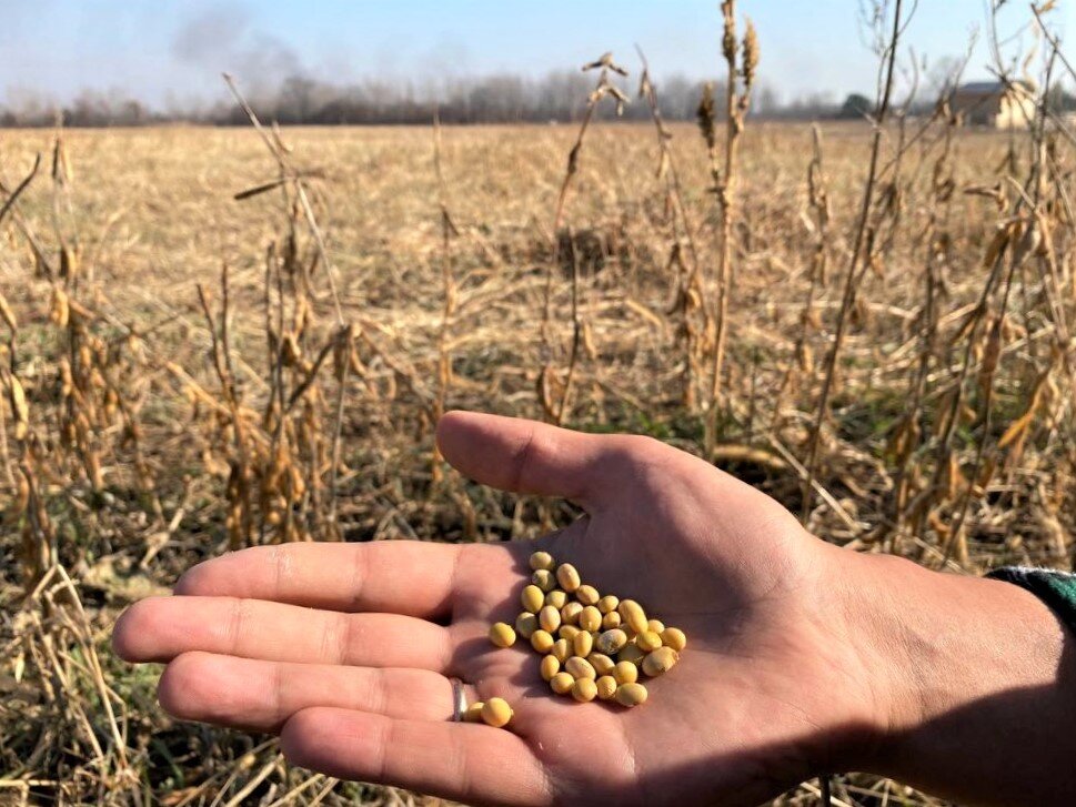 Соя. Фото пресс-службы министерства по развитию Дальнего Востока 