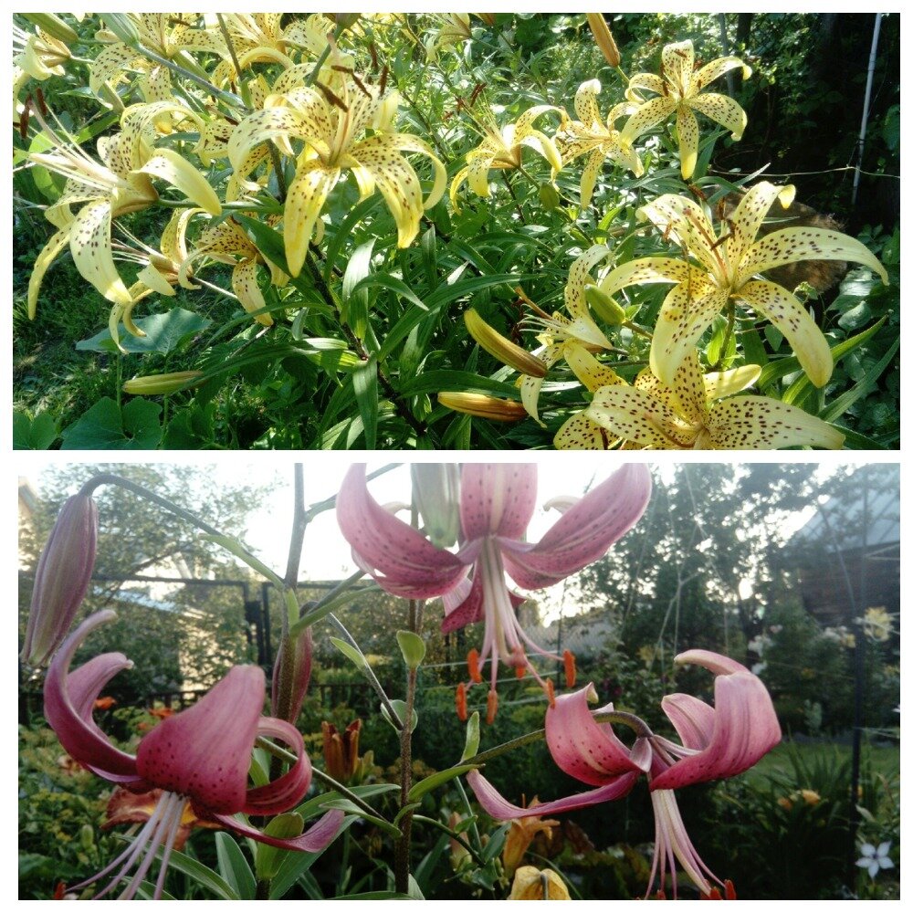 Аэлита (Киреева) , Нота (Климов)