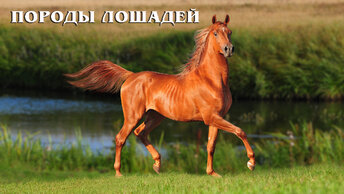Породы лошадей: Интересные факты про породы лошадей