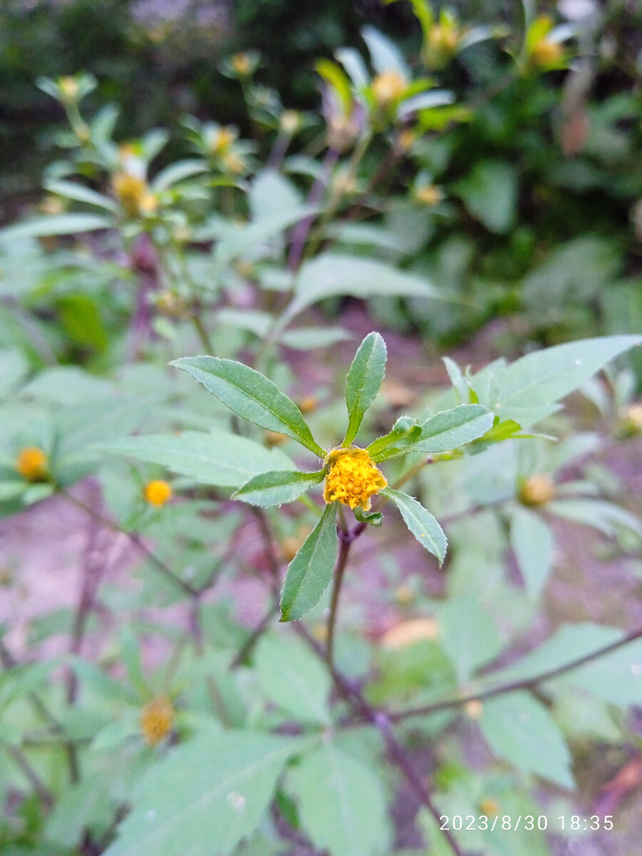 Bidens cernua (bur marigold, nodding beggartick)