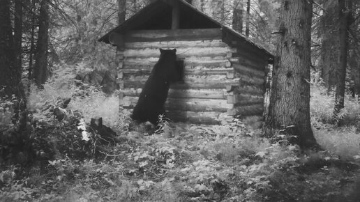 МЕДВЕДЬ ЛЕЗЕТ В ОКНО ИЗБЫ И ВСЁ, ЧТО ДО ЭТОГО. ФОТОЛОВУШКА