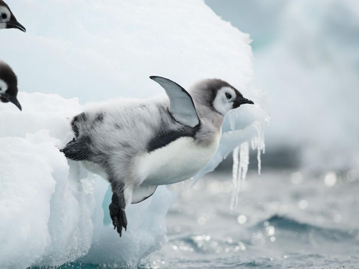    Птенцы императорского пингвина© Фото : Vincent Munier