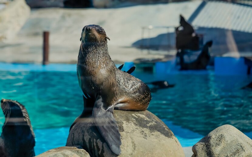    Государственный зоопарк Удмуртии празднует свое 15-летие. Фото: Маша Бакланова