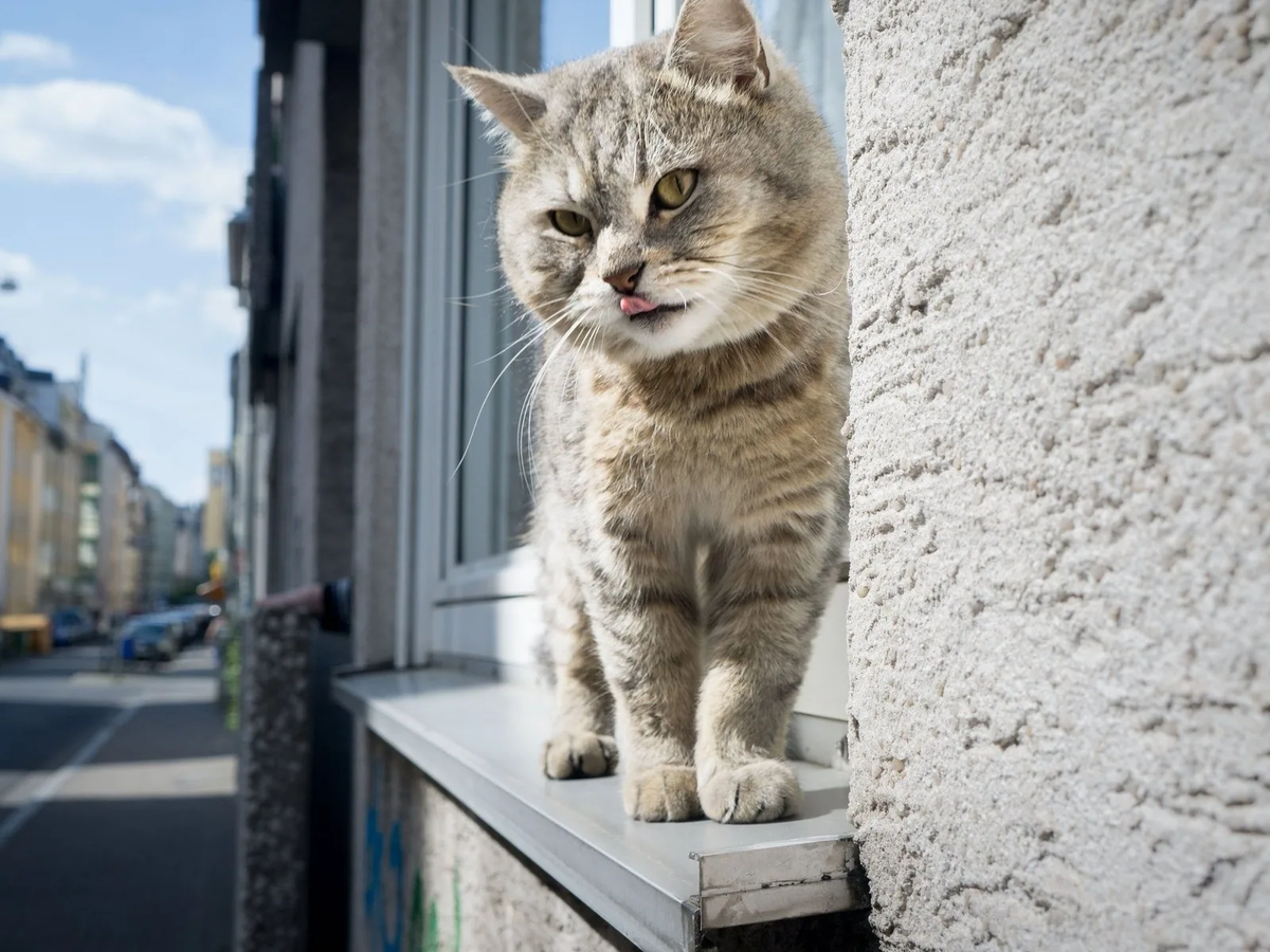 🐱Пропала кошка: что делать и как это предотвратить | Нос, хвост, лапы |  Дзен