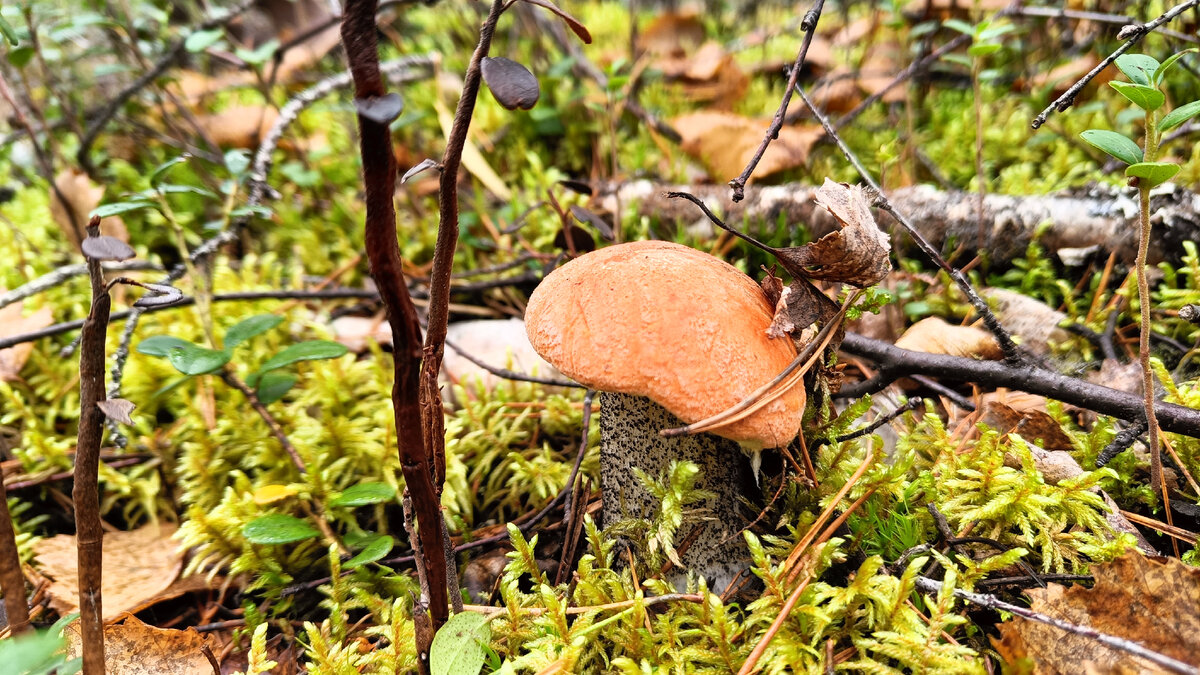 Будни олега. Будни олега на природе в коми. Будни олега на природе в коми. Будни олега на природе в коми. Будни олега на природе в коми.