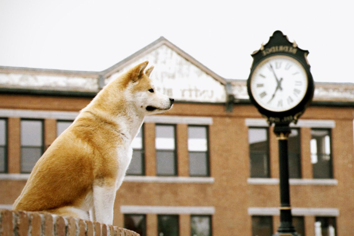     Бетховен, Майло, Хатико, Фрэнк и другие самые известные собаки из любимых фильмов