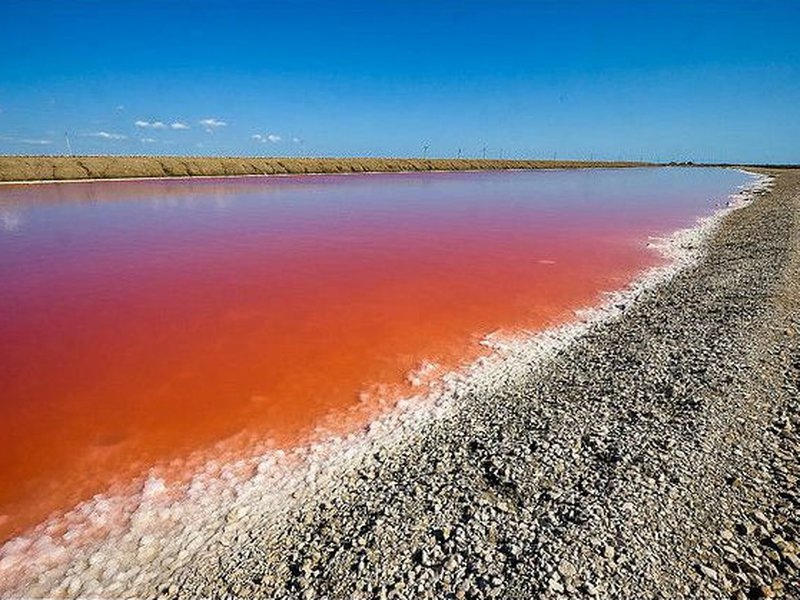 Соль в водоеме. Dunaliella Salina озеро. Озеро Яровое рачки артемии. Дуналиелла солоноводная Азовское море.