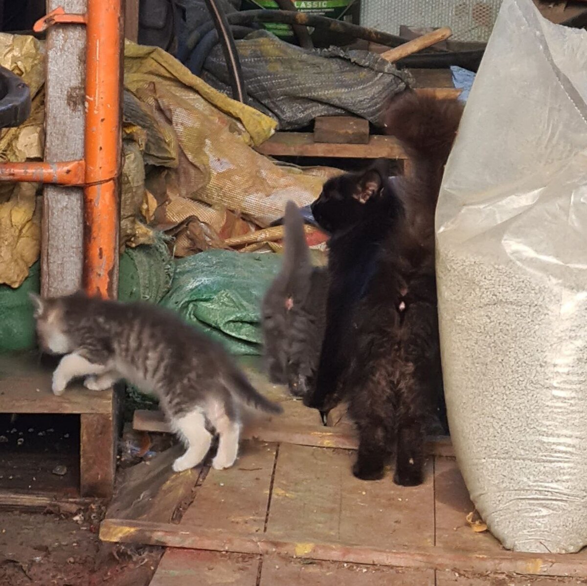 Котята поели, мама уводит. Вто такая там свалка