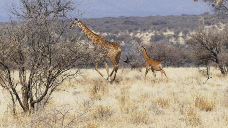    Самка ангольского жирафа (Giraffa camelopardalis angolensis) с детенышем / © Giraffe Conservation Foundation