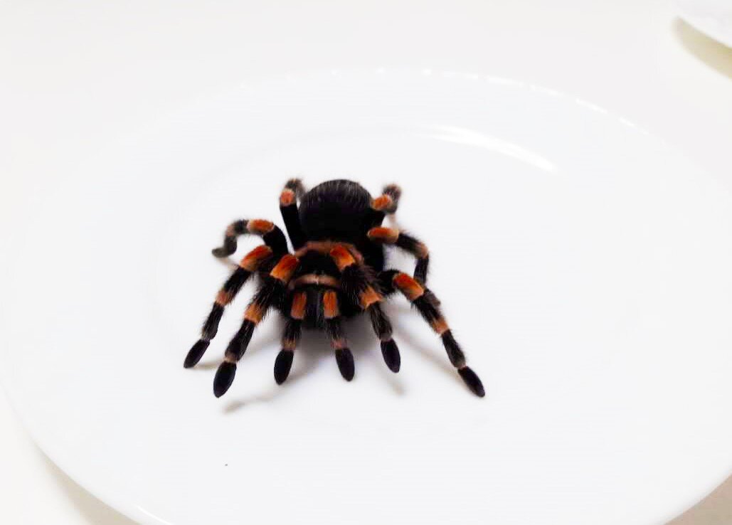 Настоящий паук-птицеед.