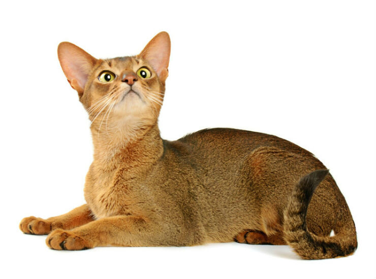 Породы кошек с большими глазами | Лапа помощи | Дзен