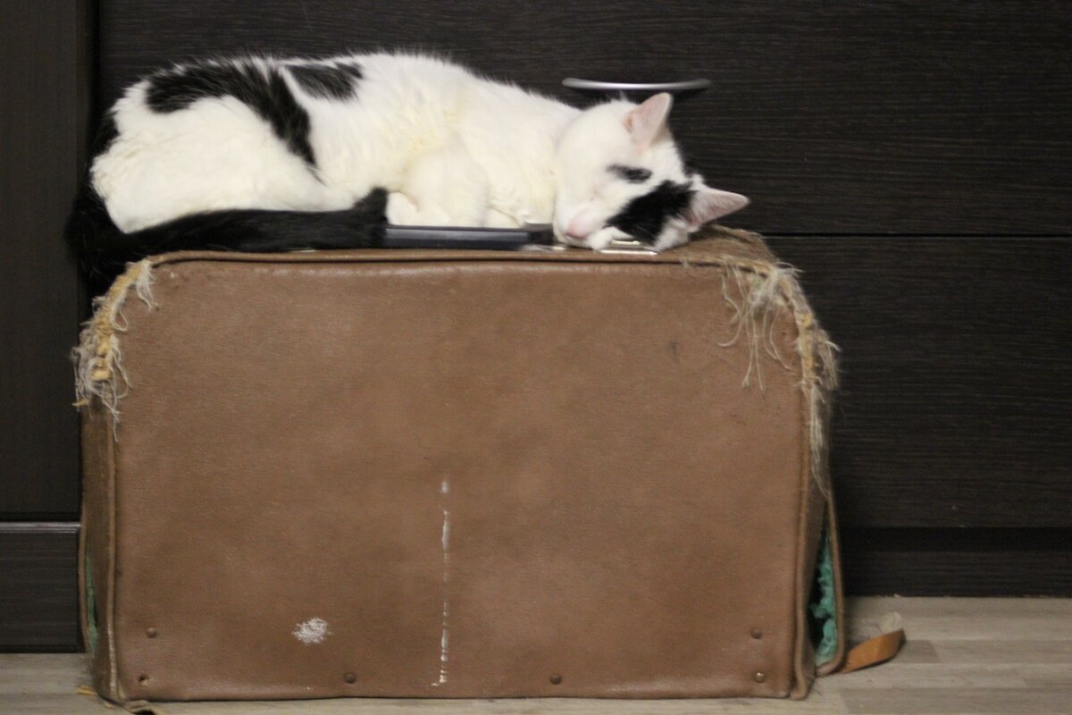 Билли Бон кот из Банды Дворян. Остался жить у куратора