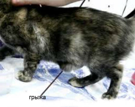 Грыжа на животе у кошки - возможные причины, лечение и профилактика | Лапа  помощи | Дзен