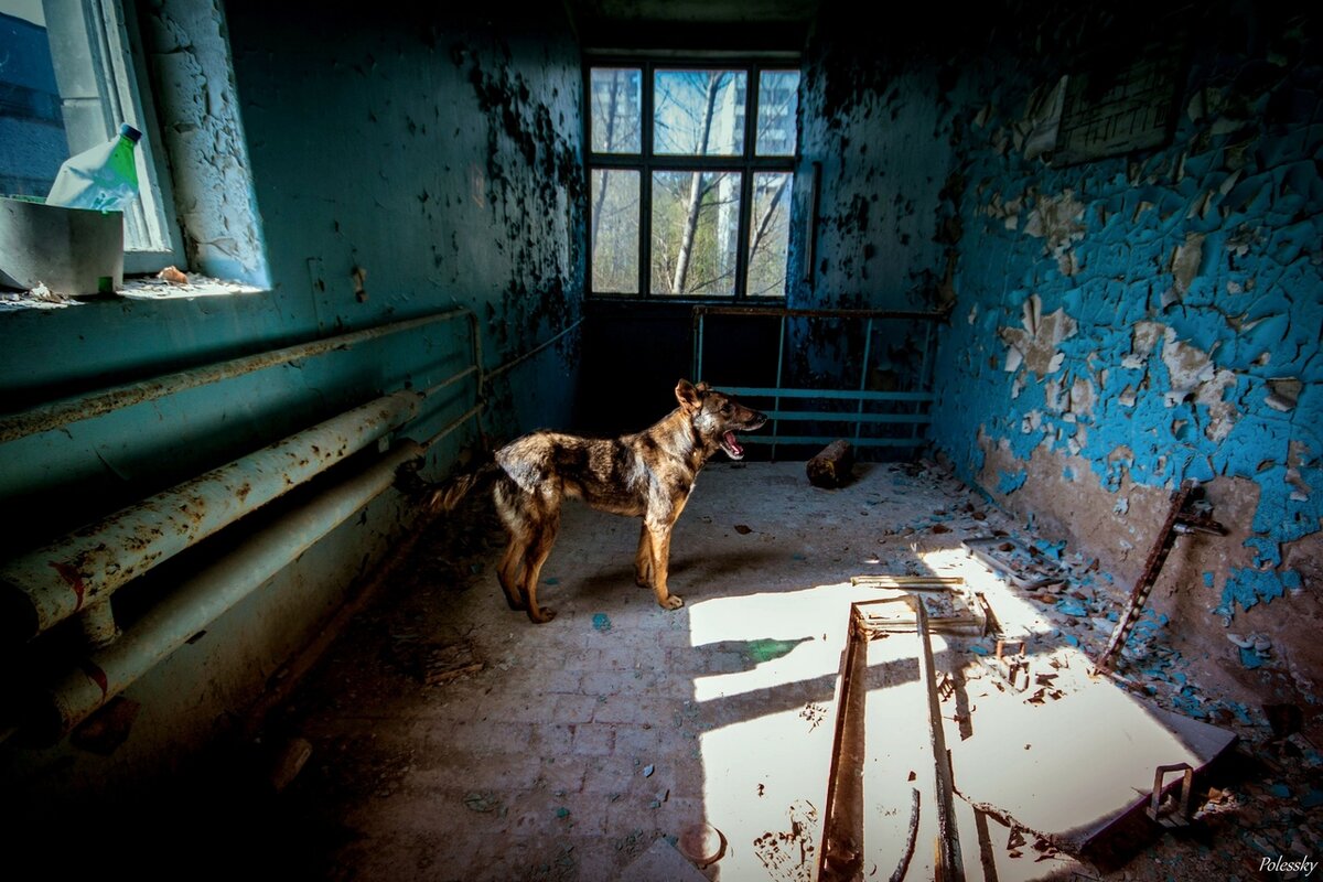 Можно сейчас жить в чернобыле. Чернобыль зона отчуждения город призрак. Припять 2021. Чернобыль город призрак звери. Город призрак Чернобыль Припять.