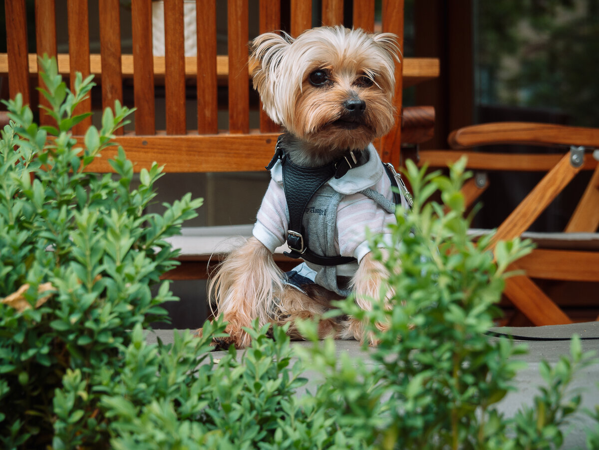 Я - Бантик, йоркширский терьер.