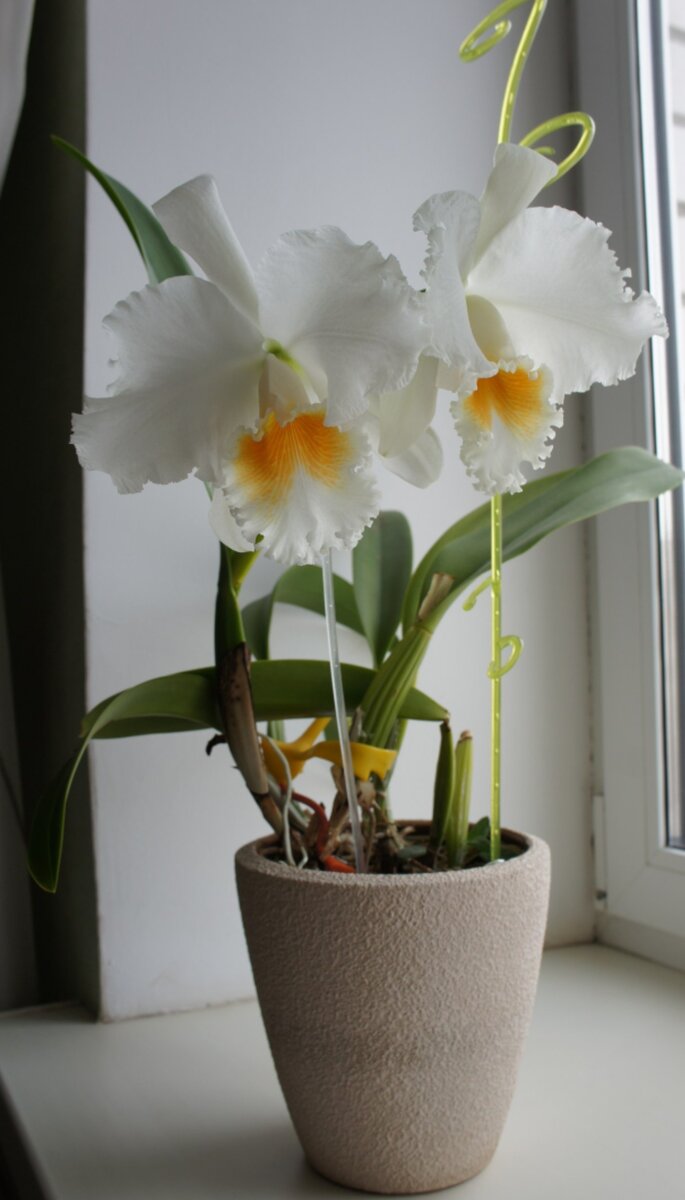 Цветение орхидеи одного из удачных заказов онлайн