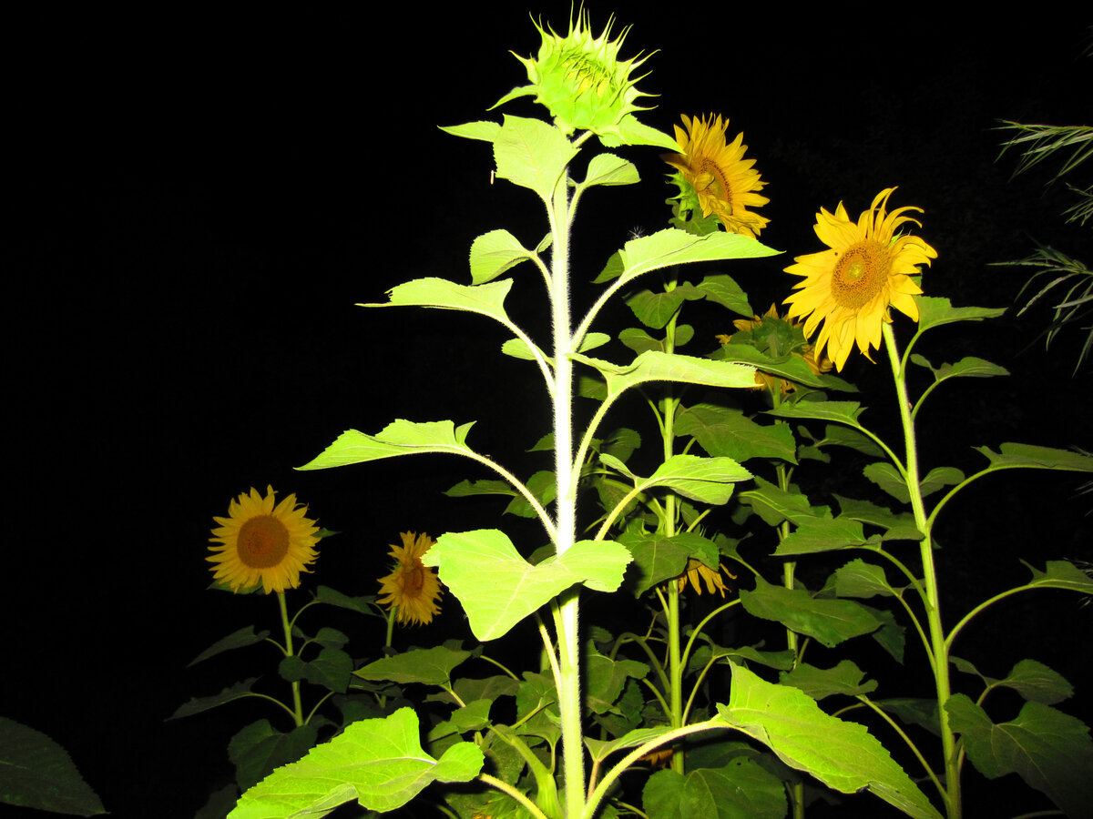Вот из-за этих подсолнухов всё и началось. Вышла их сфотографировать в темноте