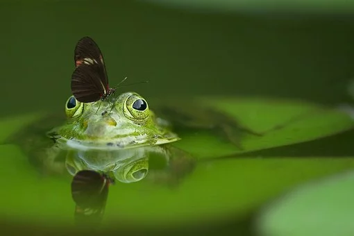 https://pixabay.com/photos/frog-butterfly-pond-mirroring-540812/