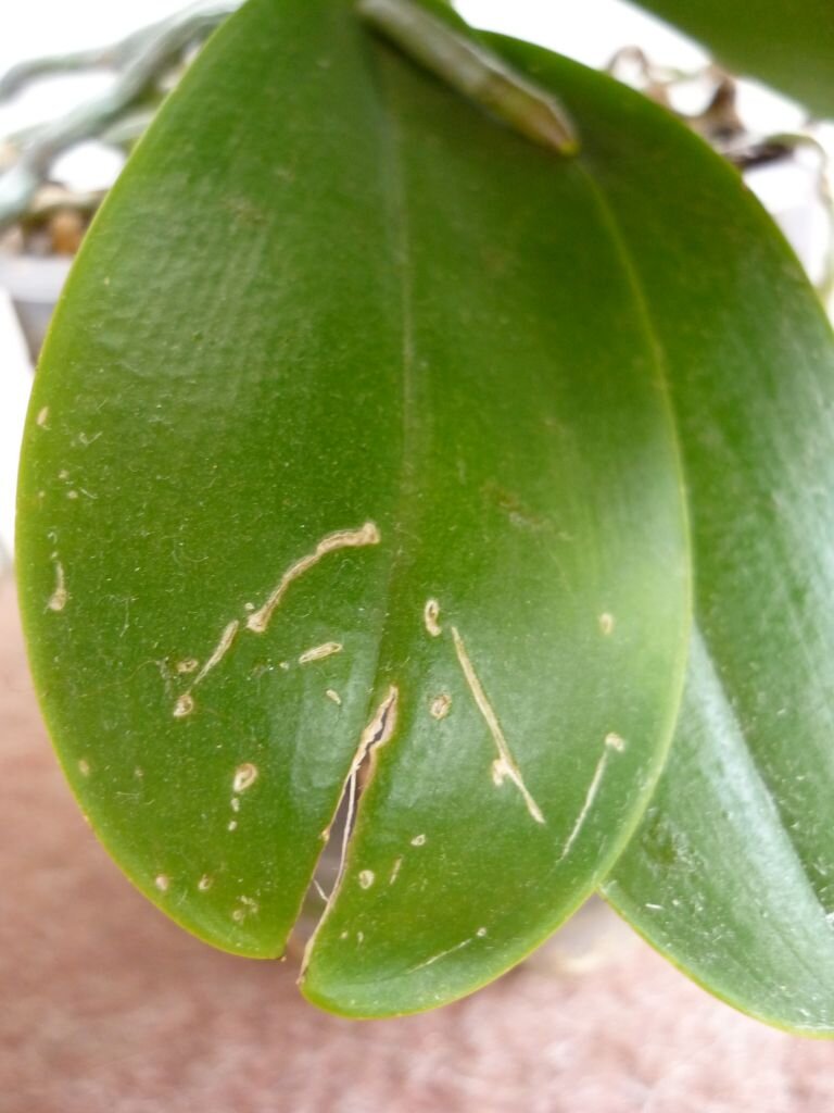 Появились трещины на листьях Орхидеи? Несколько проверенных способов помочь растению