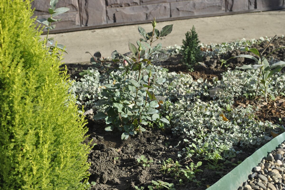 Серебристый водопад разбежался по клумбе