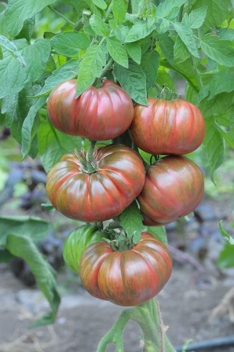 Томат Амурский Тигр