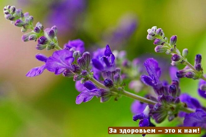 Лаванда