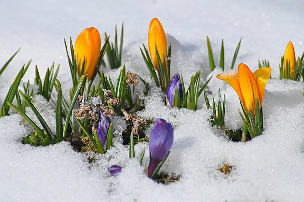До весны осталось. 8 дней до весны. До весны осталось. До весны 8 дней. 8 дней до весны.