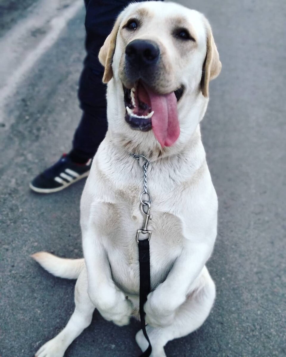 Научилась выполнять команду "зайка"